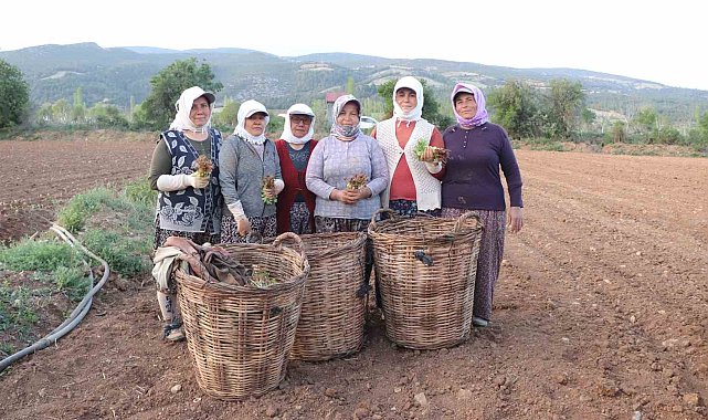 Tütün ambarı Denizli'de fideler toprakla buluştu