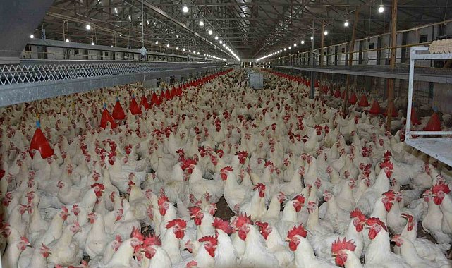 Uzmanı konuştu: "Tavuk fiyatlarına yüzde 200 zam haberleri asılsız"