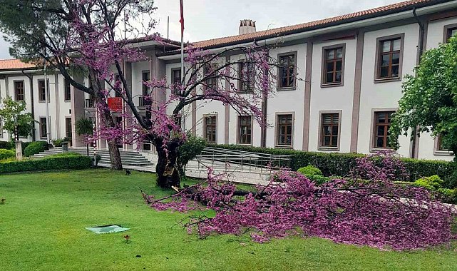 Valilik bahçesindeki Erguvan da fırtınaya yenik düştü