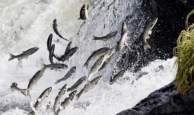 Van Gölü'nde av yasağı başladı: İnci kefalleri göç hazırlığında