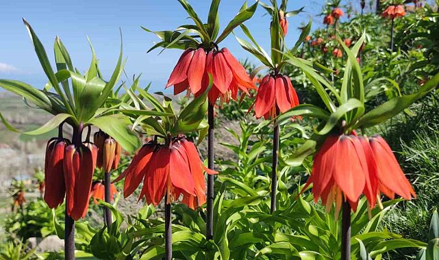 Van'da açan ters laleler göz kamaştırıyor