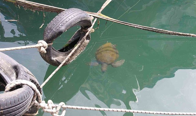 Vatandaşlar tarafından beslenen deniz kaplumbağaları balıkçı barınağını mesken edindi