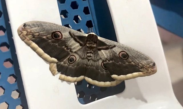 Vincent Van Gogh&#039;un eserinde yer alan &#039;tavus kelebeği&#039; Siirt&#039;te görüldü