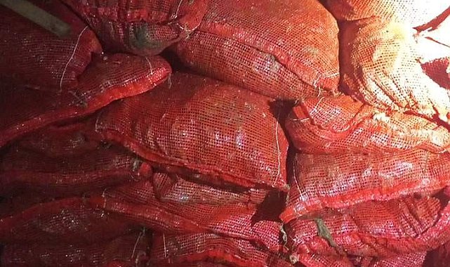 Yalova'da 1 ton 150 kilo kaçak midye ele geçirildi
