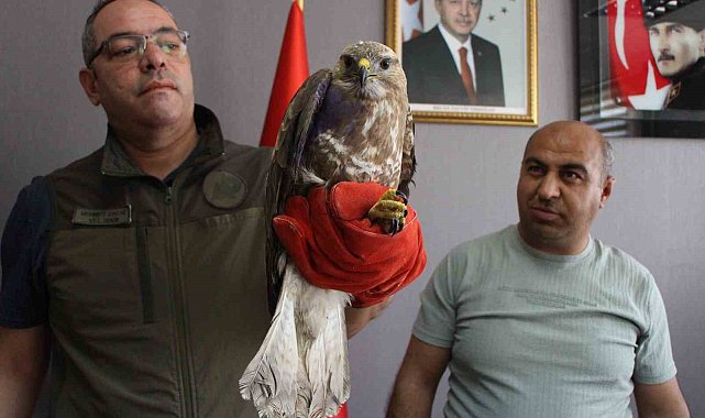 Yaralı şahin &#039;Bayram&#039; tedavi altına alındı