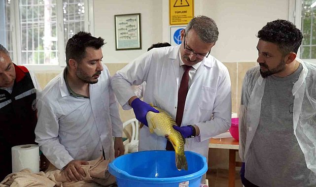Yavru sazan balığı üretimi sağımla başladı
