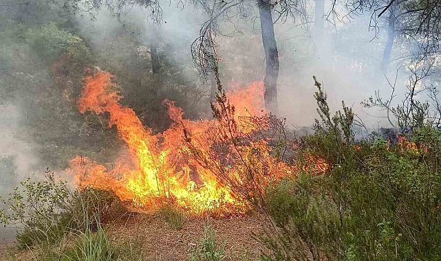 Yayladağı'nda ormanlık alanda çıkan yangın söndürüldü