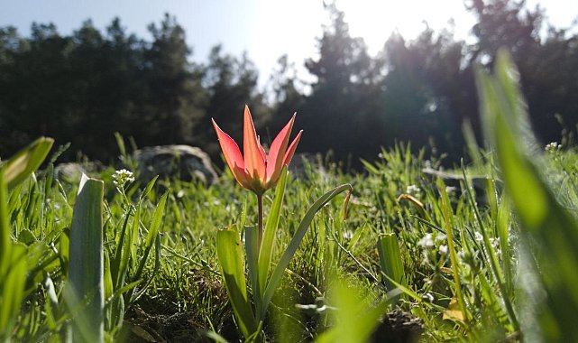 Yılda bir kez açan bu laleleri koparmanın cezası 387 bin lira