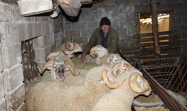 Yıllarca Türkiye'nin her yerini dolaşan kamyon şoförü huzuru koyunlarda buldu