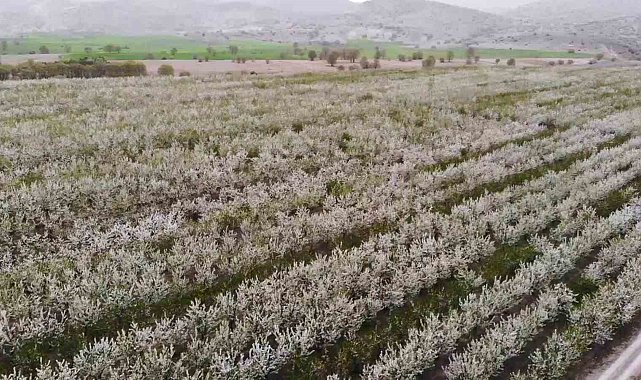 Yozgat'ta baharın gelmesiyle çiçek açan binlerce meyve ağacı havadan görüntülendi