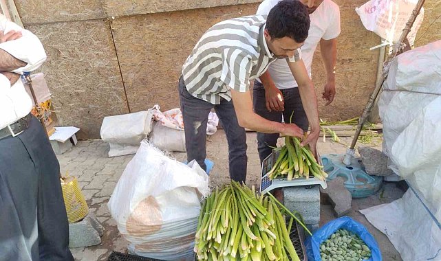 Yüksek dağlardan toplanan ışkın bitkisi hastalıklara iyi geldiği gerekçesiyle adeta kapışılıyor
