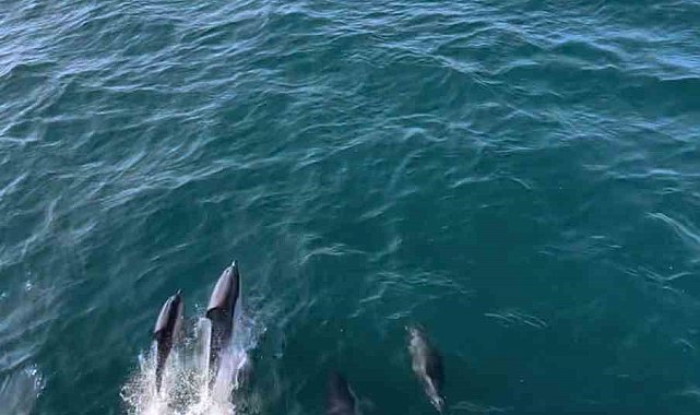 Yunuslar, arabalı vapurla yarıştı