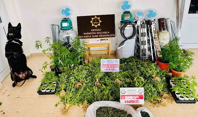 Zehir tacirinin evi uyuşturucu serası çıktı