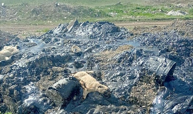 Zifte batan 10 köpek yavrusuna şefkat eli