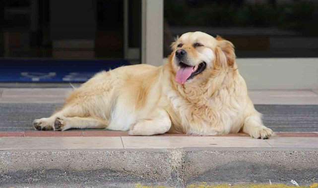 'Sokak köpekleri için umut dolu proje'