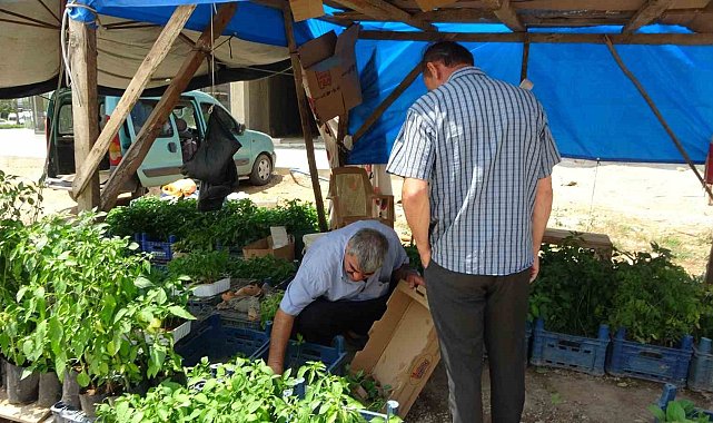 Adana'da ata tohumu ve fidelerine yoğun ilgi