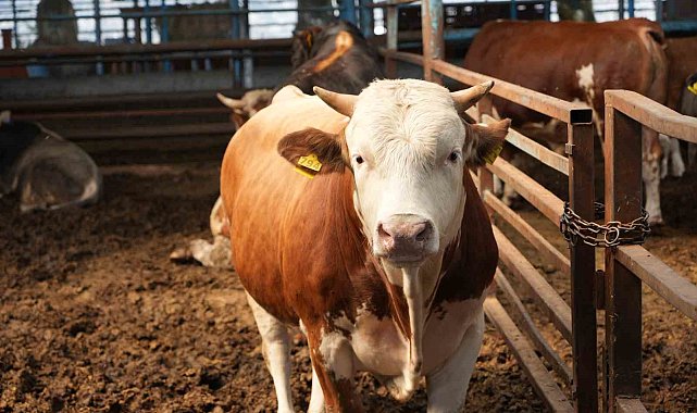 Adana'da kurbanlık fiyatları belli oldu