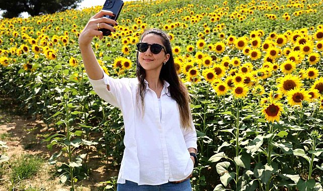 Adana'da tarlalar sarıya boyandı