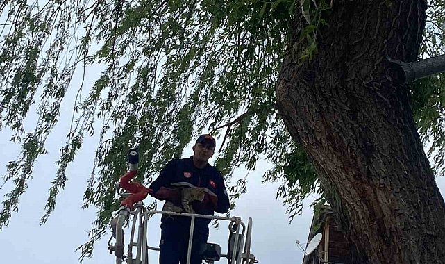 Ağaçta mahsur kalan kedi kurtarıldı