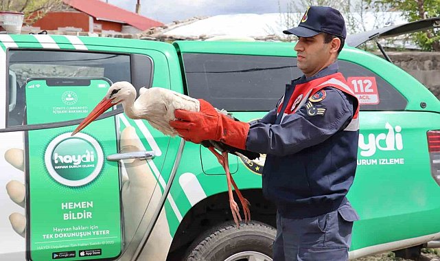 Ağrı'da yaralı halde bulunan leylek tedavi altına alındı