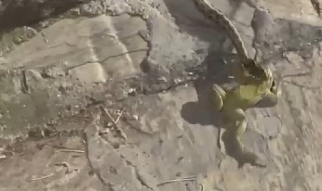 Ağzındaki kurbağadan olup gözleme ikram edilen yılan, avının üzerine soğuk su içti