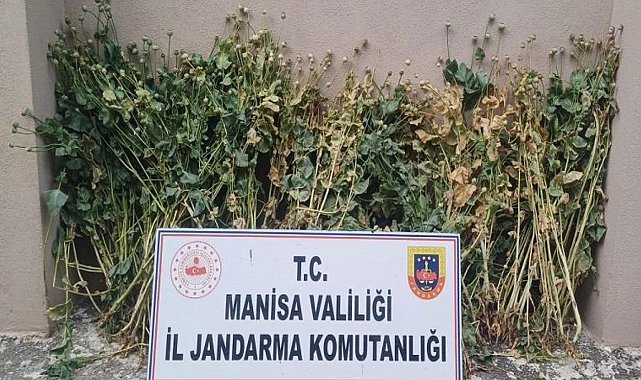 Akhisar'da 222 kök haşhaş ele geçirildi