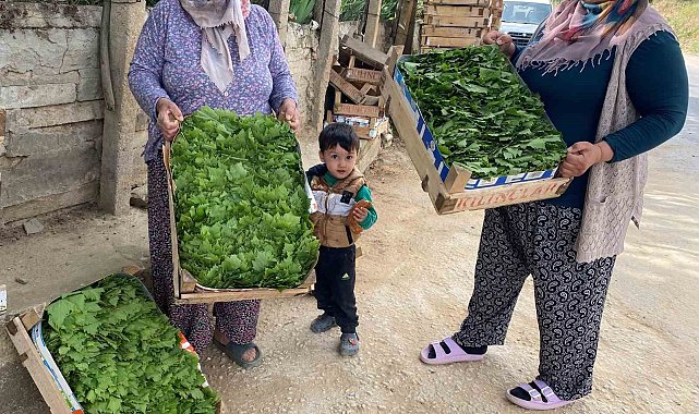 Alaşehir'de asma yaprağı ihracatı artıyor
