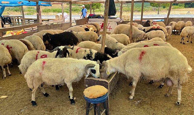 Aliağa'da kurbanlık kesim fiyatları açıklandı