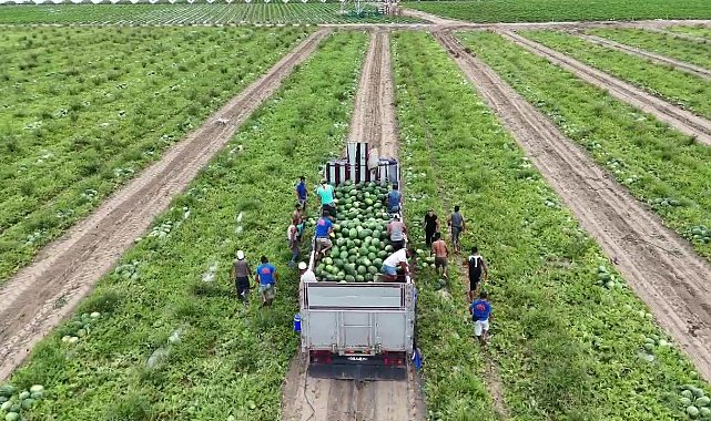 Almanya ve Rusya başta olmak üzere yurt dışına ihraç edilen erkenci karpuz, depremzede çiftçinin yüzünü güldürdü