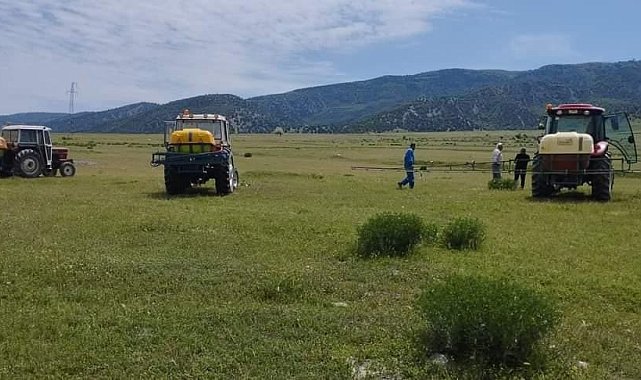 Amasya'da çekirge popülasyonu artan Kertme köyünün merasında ilaçlama yapıldı