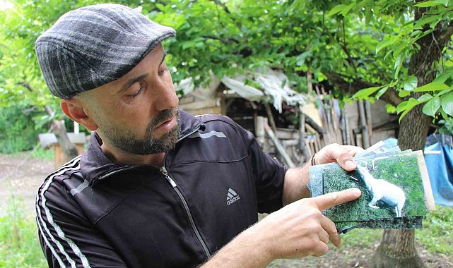 Amasya'da kurtlar sürüye saldırdı: 19 koyun telef, 11 kayıp