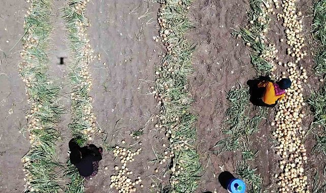 Amasya'da soğan hasadı başladı: Tarlada kilosu 7 TL
