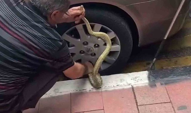 Arabadaki yılanı korkusuzca çıkardı, görenler hayret etti