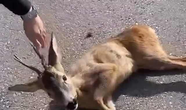 Aracın çarptığı yavru karaca tedavi altına alındı