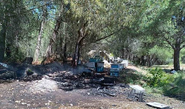 Arı kovanları yandı