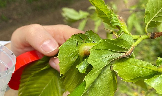 Arıcılık faaliyetlerini etkiliyor