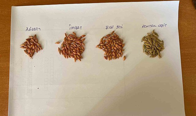 Arpada üç çeşit birden çiftçinin yüzünü güldürdü