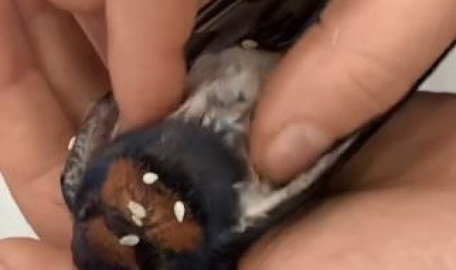 Artvin'de dakikalarca kalp masajı yapılan kuş hayata döndürüldü
