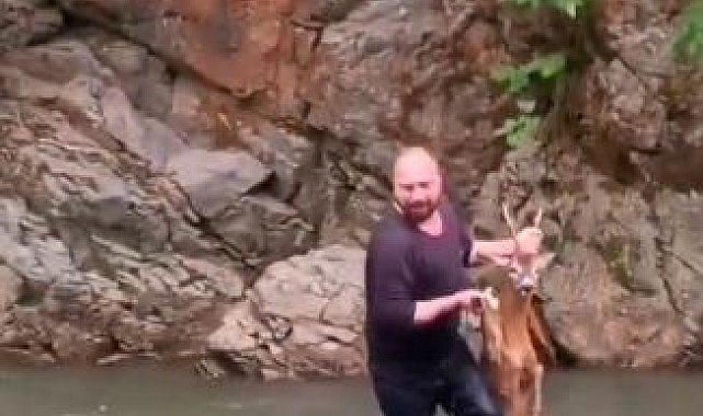 Artvin'de nehre düşen karaca için belediye personeli azgın sulara atladı