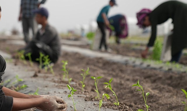 Ata tohumları Karatay'da toprakla buluştu