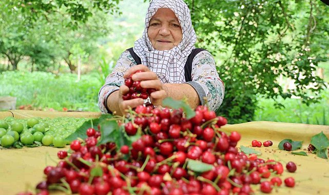 Aydın Dağları'nda erkenci kirazda hasat başladı
