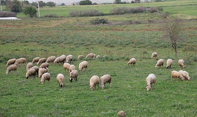 Aydın Valiliği Kurban Hizmetleri Komisyonu toplandı