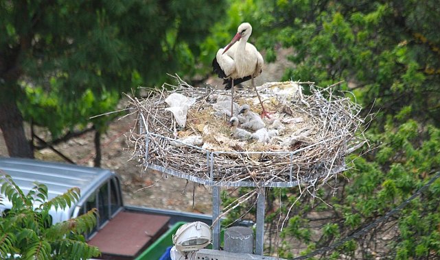 Aydın'da 41 yıl sonra gelen leylek yavrusu sevinci