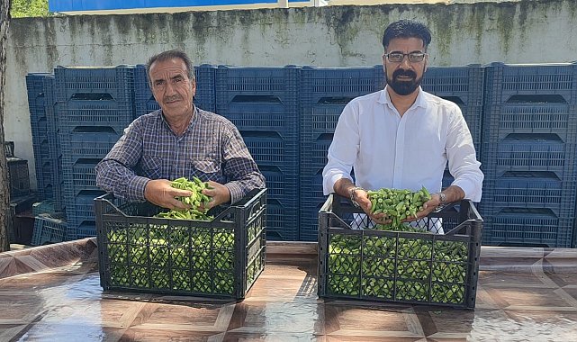 Aydın'da bamya hasadı başladı
