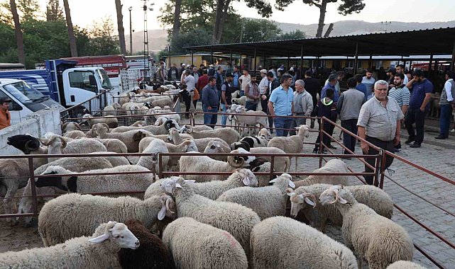 Aydın'da kurbanlıklar pazara indi