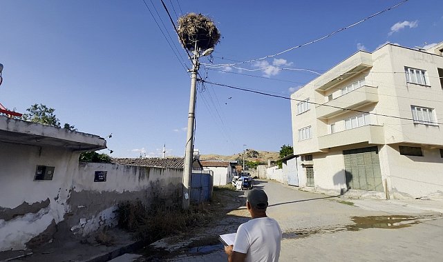 Aydın'da leylek sayımları tamamlandı
