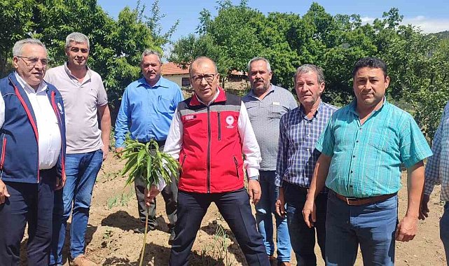 Aydın'dan 2023 yılında 2 bin 240 ton kestane yurtdışına ihraç edildi