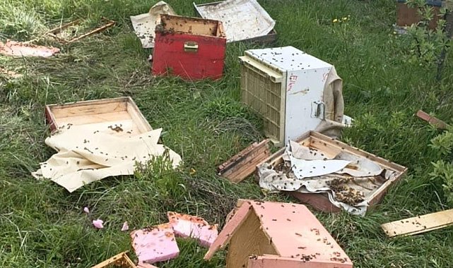 Ayılar 20 arı kovanını parçaladı