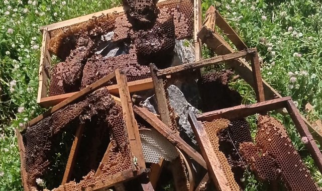 Ayılar bir gecede çok sayıda arı kovanını kırdı, binlerce arı telef oldu