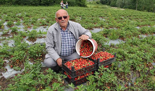 Bafra'nın organik çileklerine talep artıyor